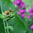 wasp vs. ladybird