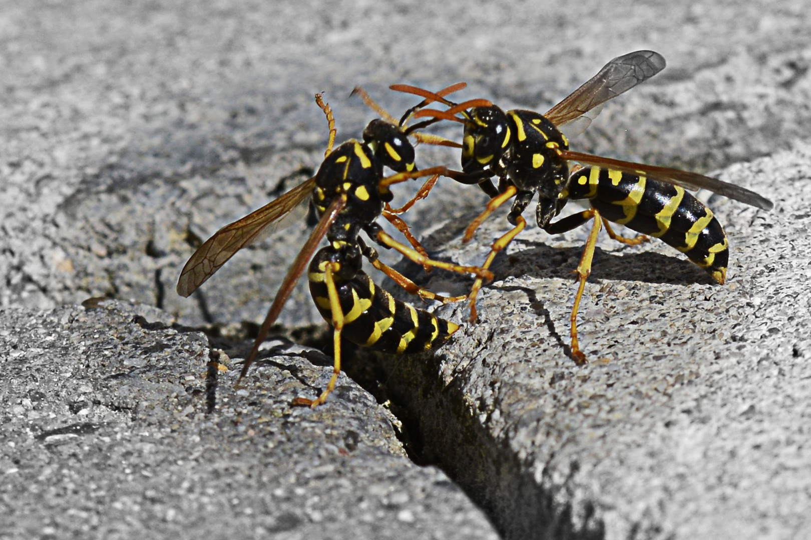 Wasp War