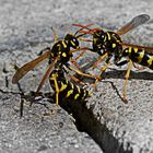 Wasp War