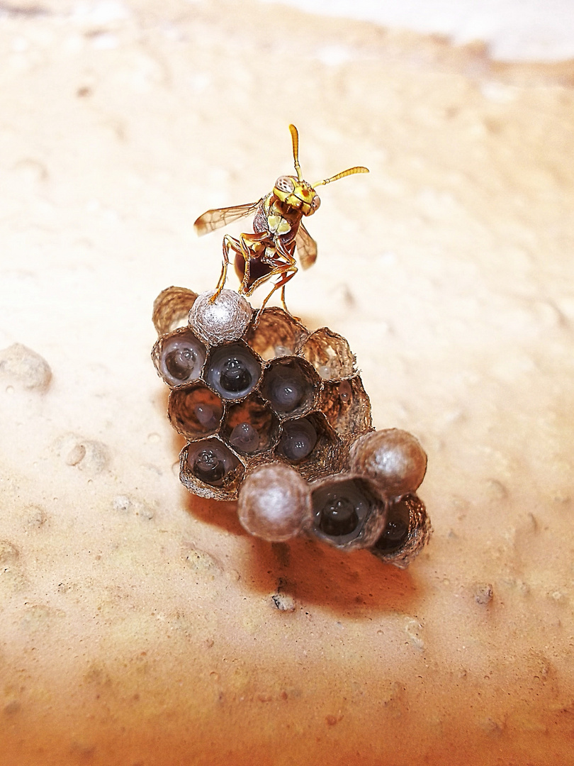 wasp with larva