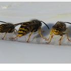 Wasps 02