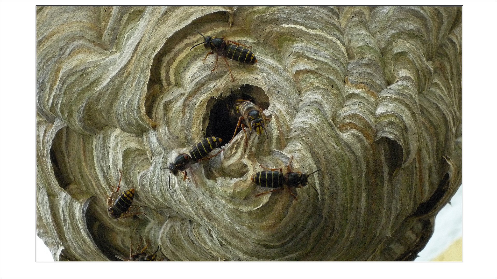 Wasps