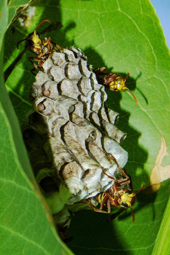 Wasp's Nest, Mandorah