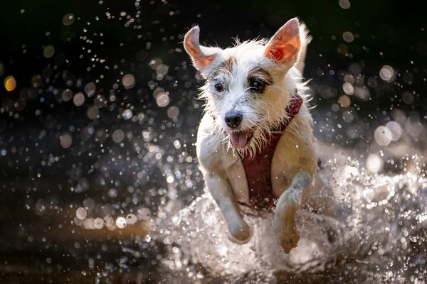 Wasseeaction im Gegenlicht - Eloise 