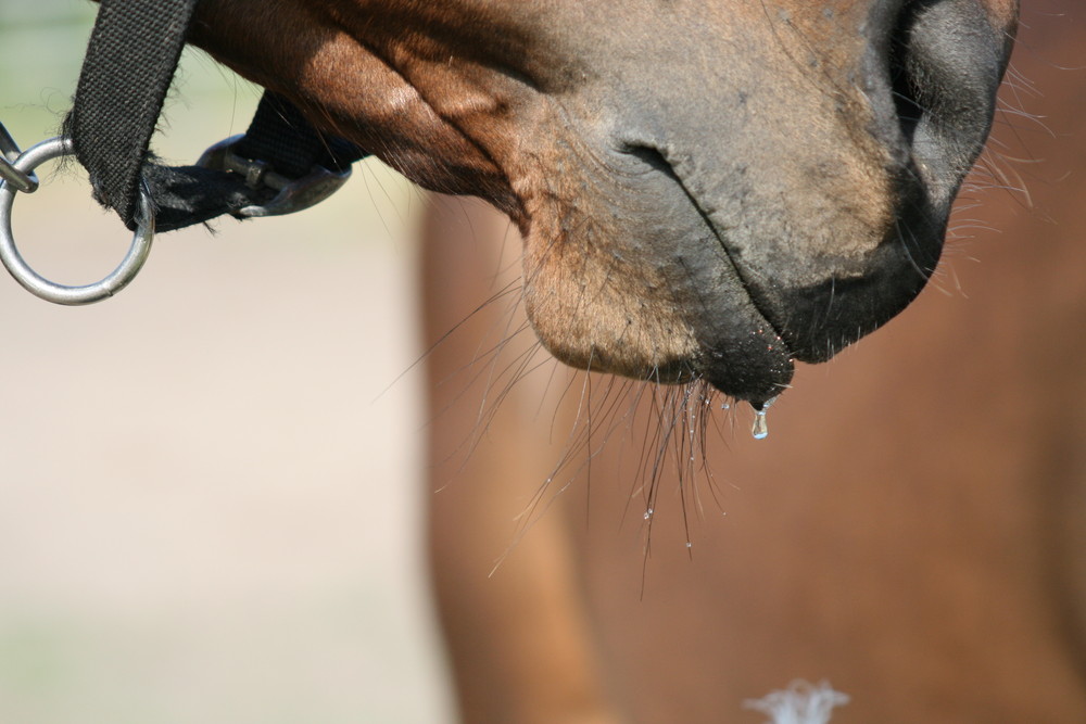 wasser