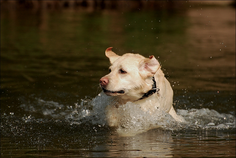 Wasser ...