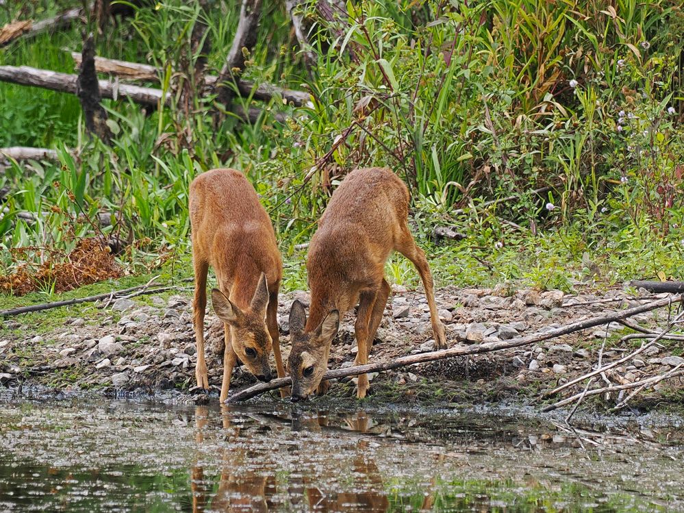 Wasser...