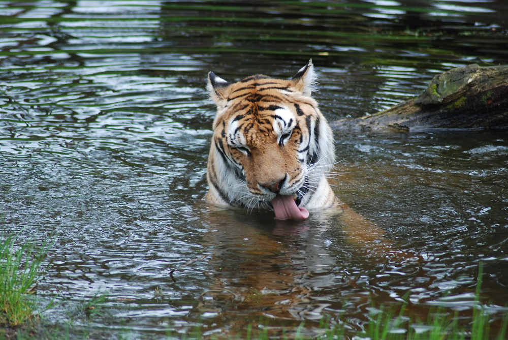 Wasser ablecken