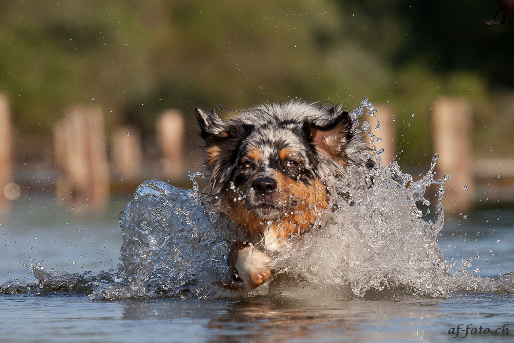 Wasser-Action