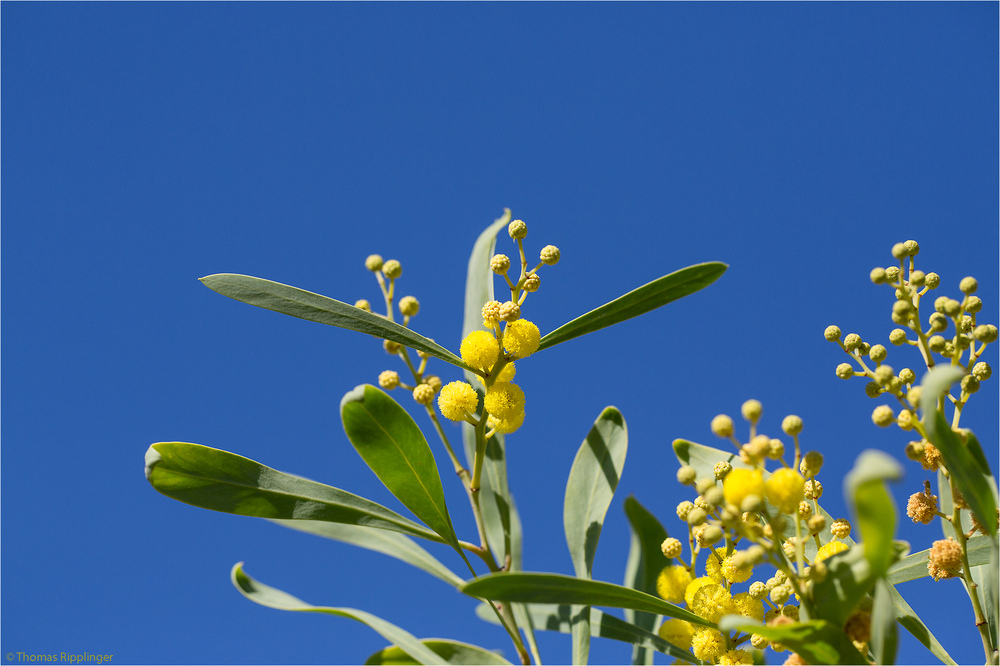 Wasser-Akazie (Acacia retinodes)....