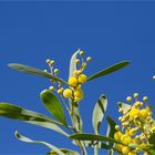 Wasser-Akazie (Acacia retinodes)....