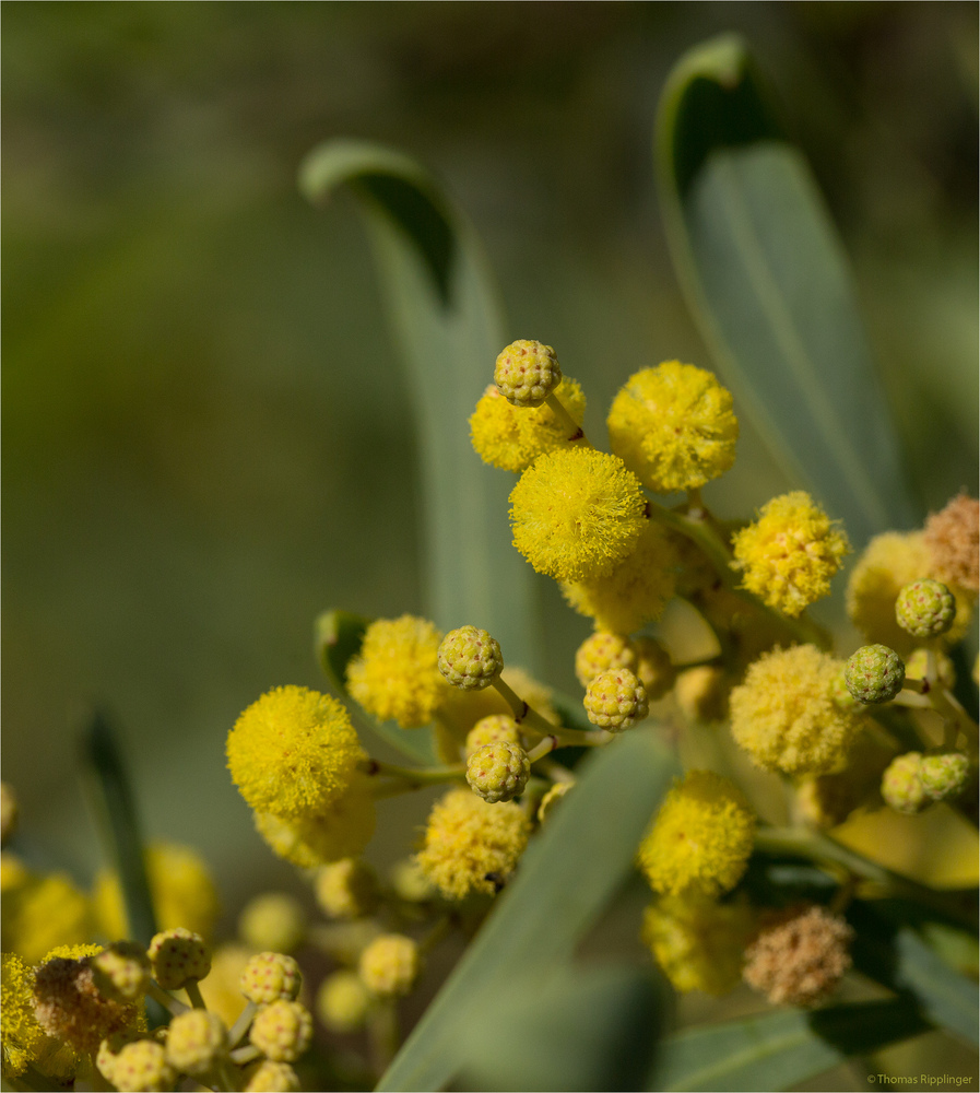 Wasser-Akazie (Acacia retinodes)