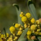 Wasser-Akazie (Acacia retinodes)