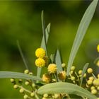 Wasser-Akazie (Acacia retinodes).....