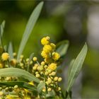 Wasser-Akazie (Acacia retinodes)..