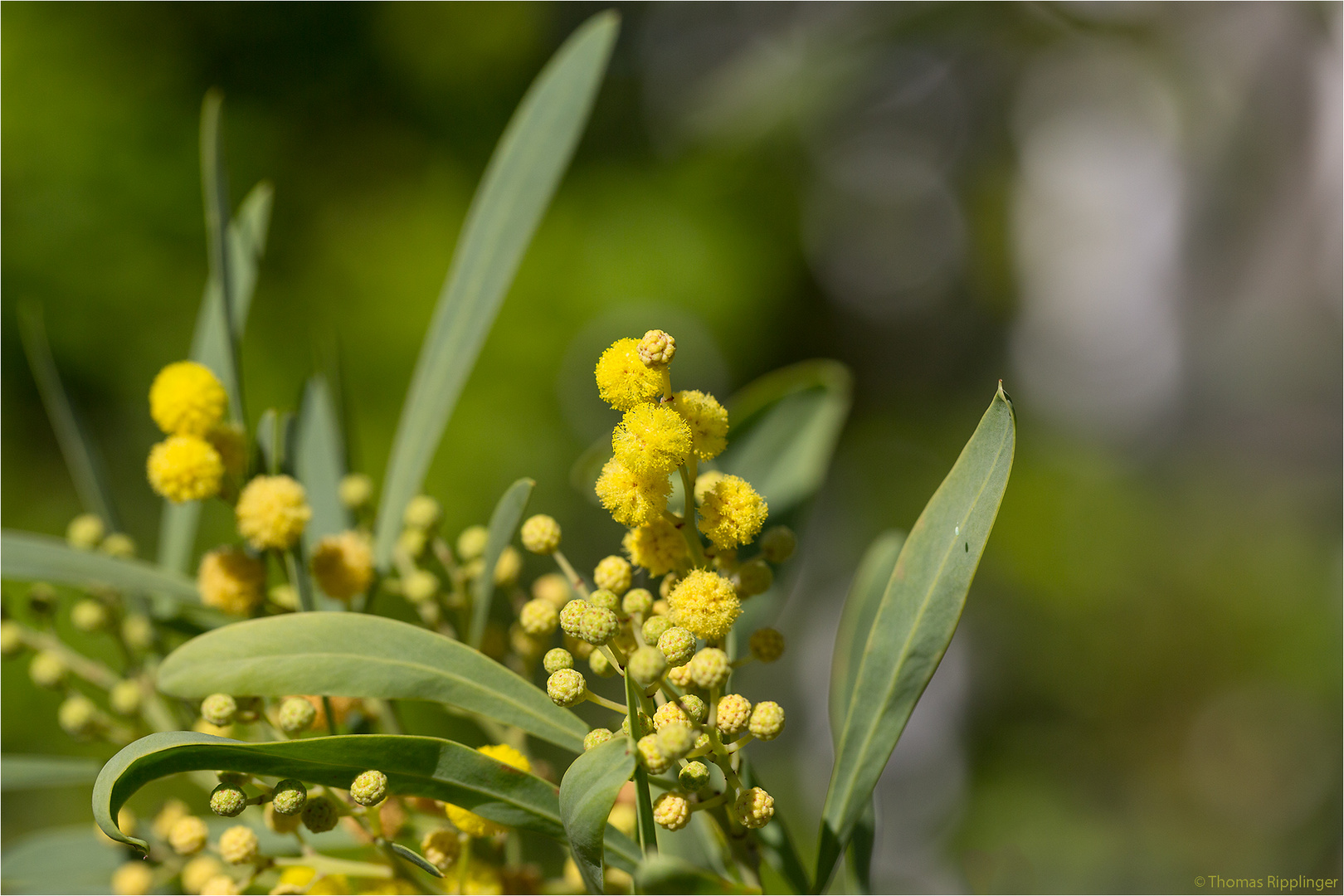 Wasser-Akazie (Acacia retinodes)..