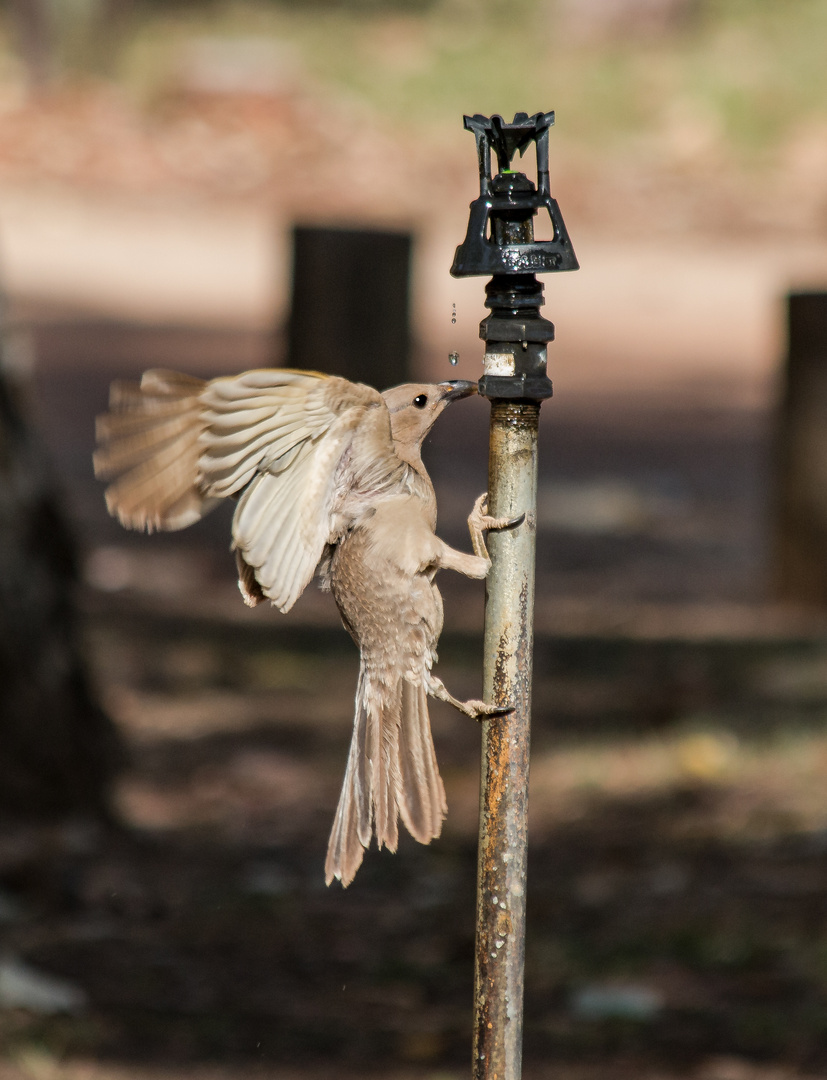 Wasser, allseits heiß begehrt