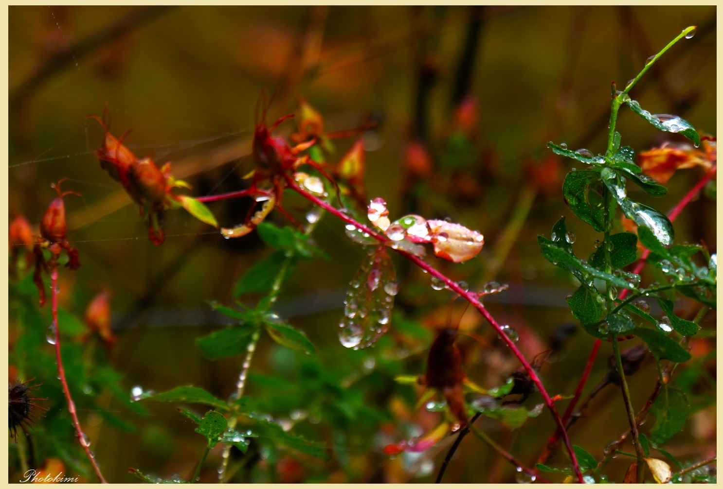 Wasser als Regen Tröpfchen