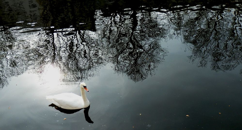 wasser als spiegel