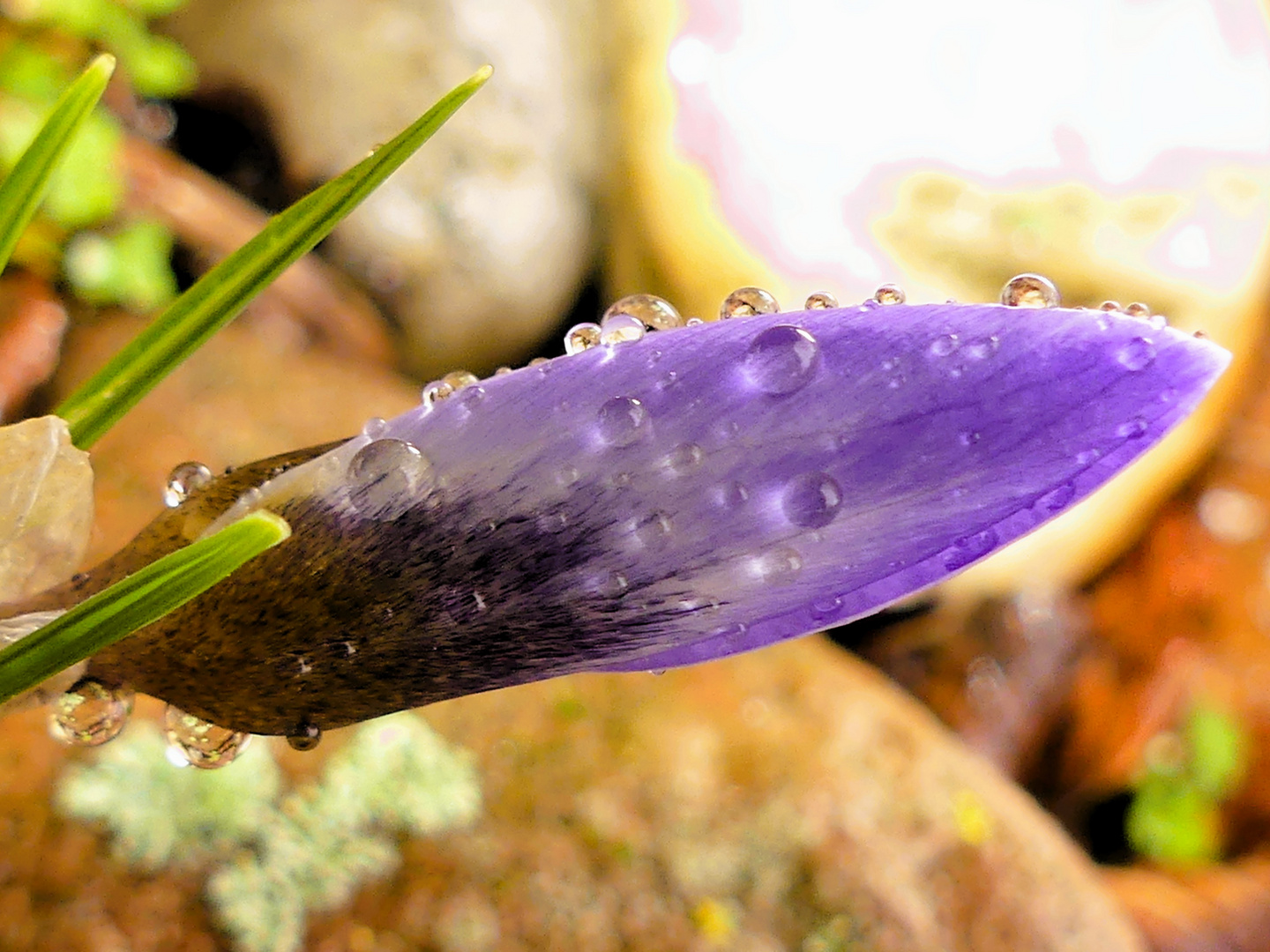 Wasser am Krokus...in Tropfenform