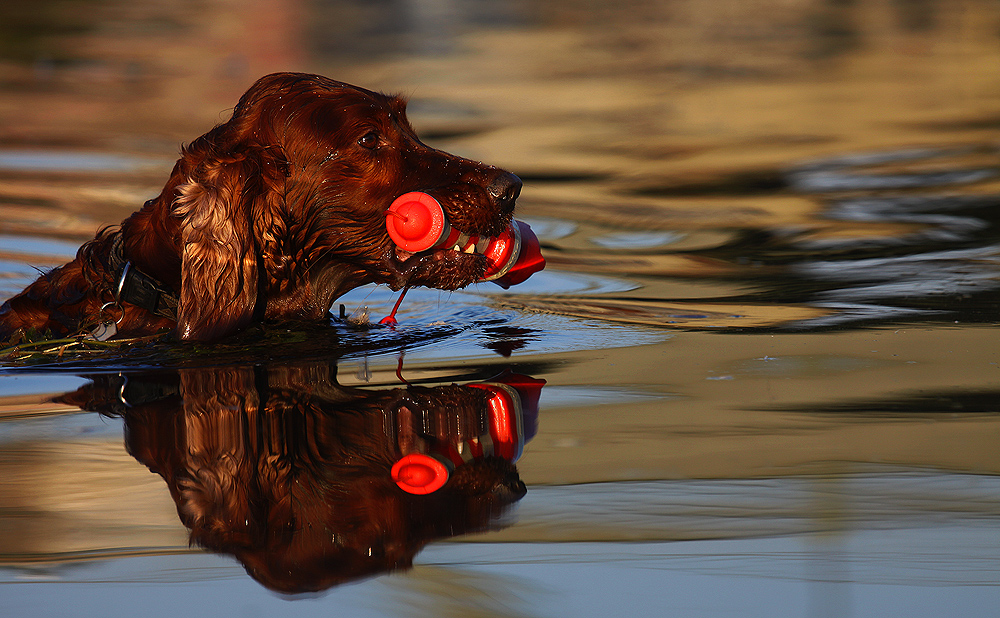 Wasser Apport.