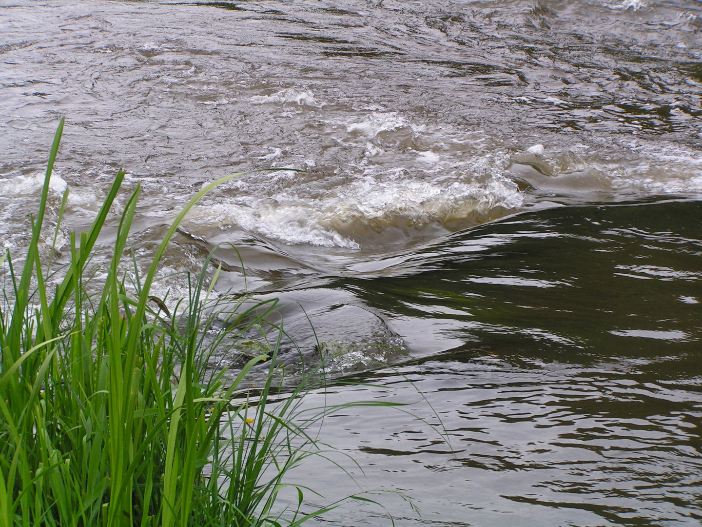 Wasser auf der Semois