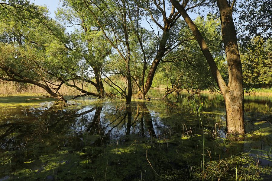 Wasser auf der Uferwiese