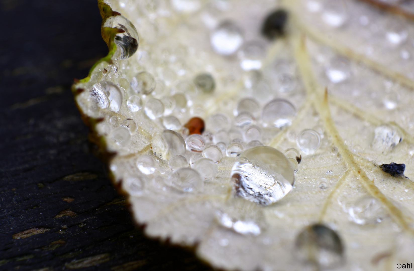 Wasser auf einem Blatt