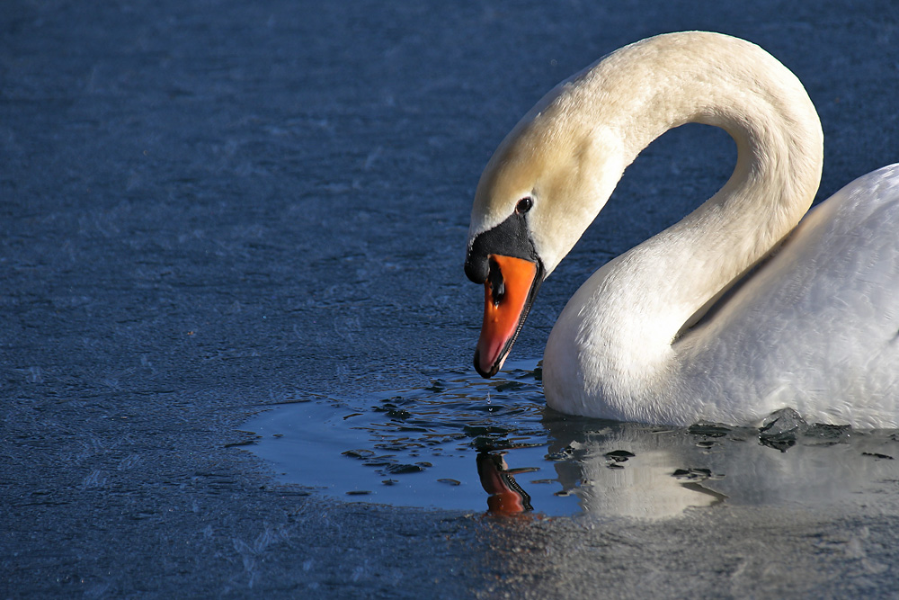 Wasser auf Eisfläche