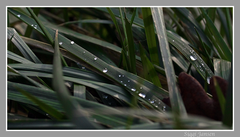 Wasser auf Gras