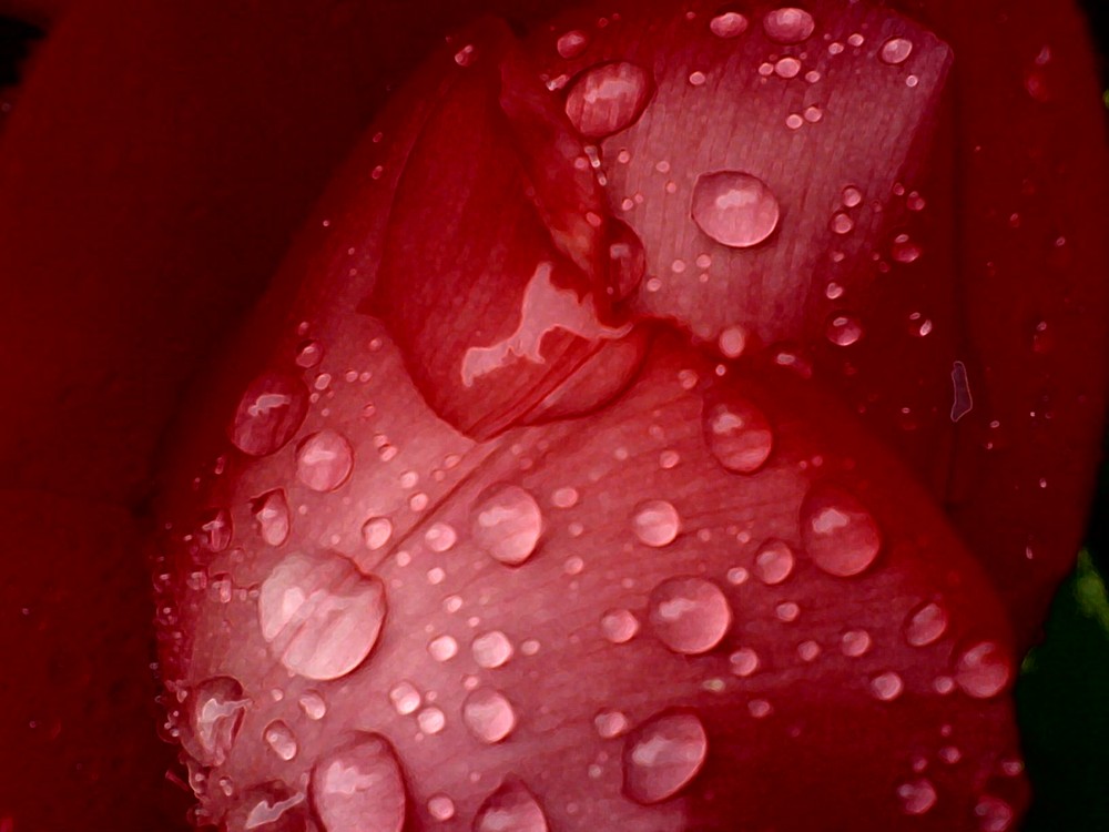 wasser auf roter Tulpe