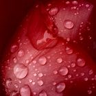 wasser auf roter Tulpe