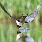 ...Wasser aufnehmen im rassanten Flug