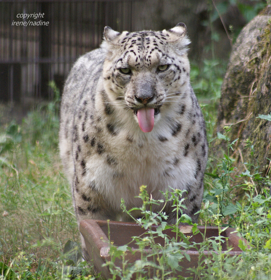 Wasser? Bäääh !