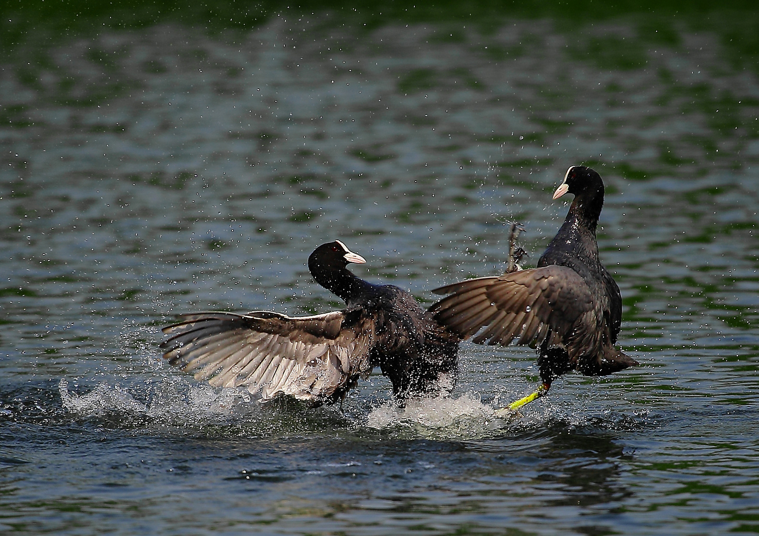 Wasser-Balet