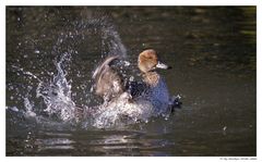 Wasser-Ballet 3.Akt