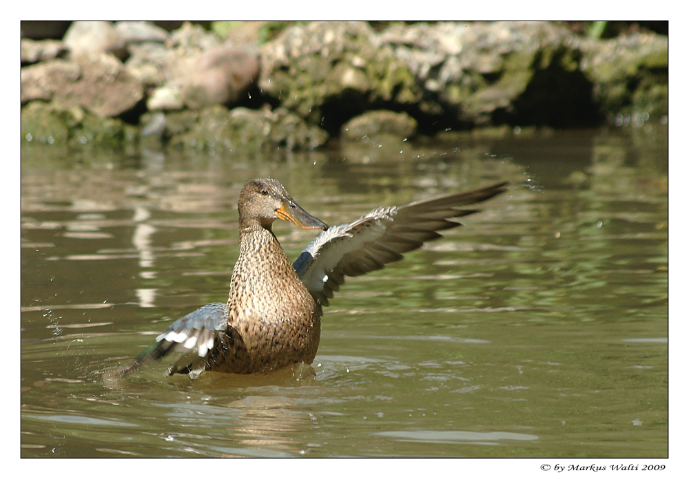 Wasser-Ballet 4.Akt