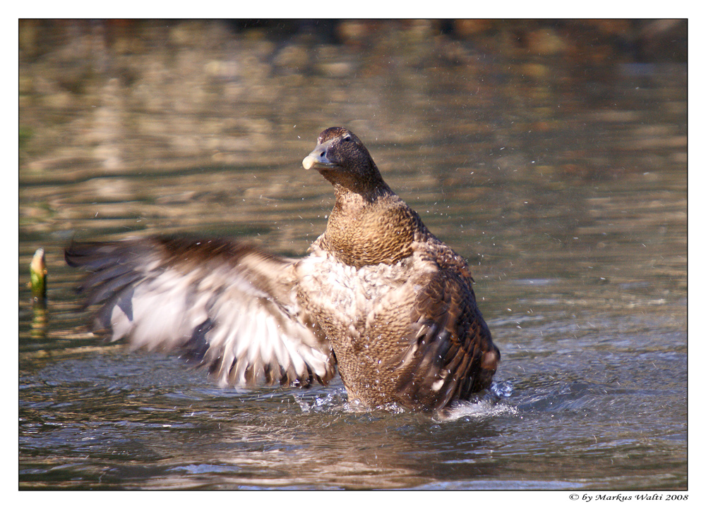 Wasser-Ballett 2.Akt