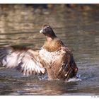 Wasser-Ballett 2.Akt