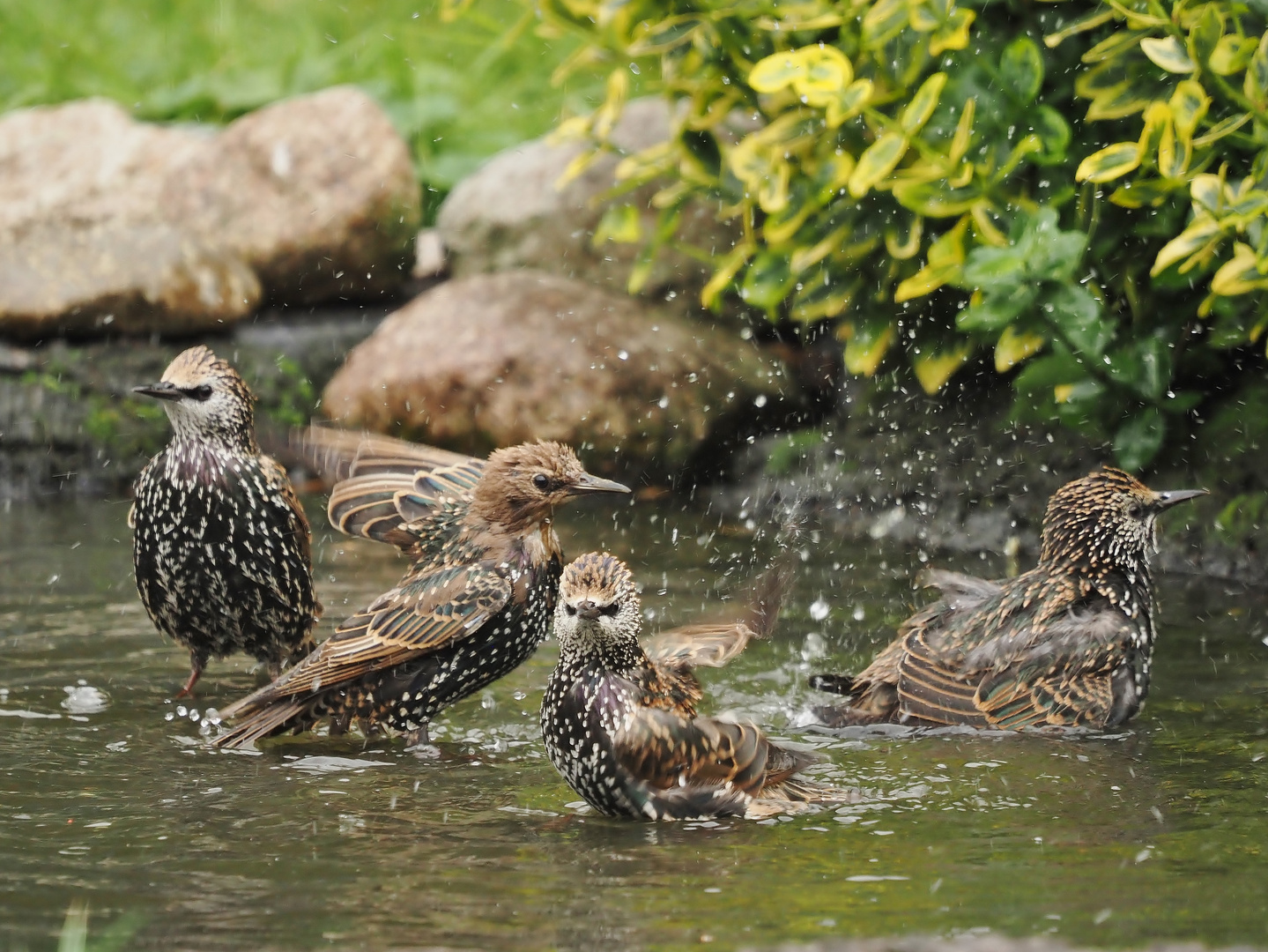 "Wasser-Ballett"....