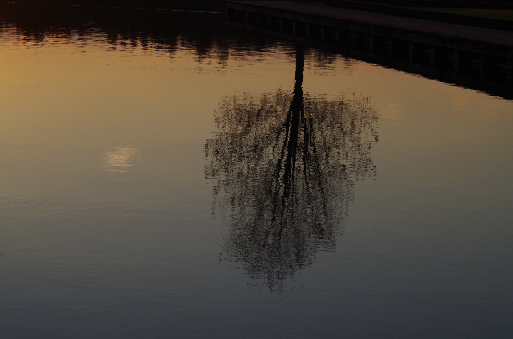 Wasser-Baum