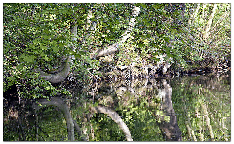 Wasser-Baum