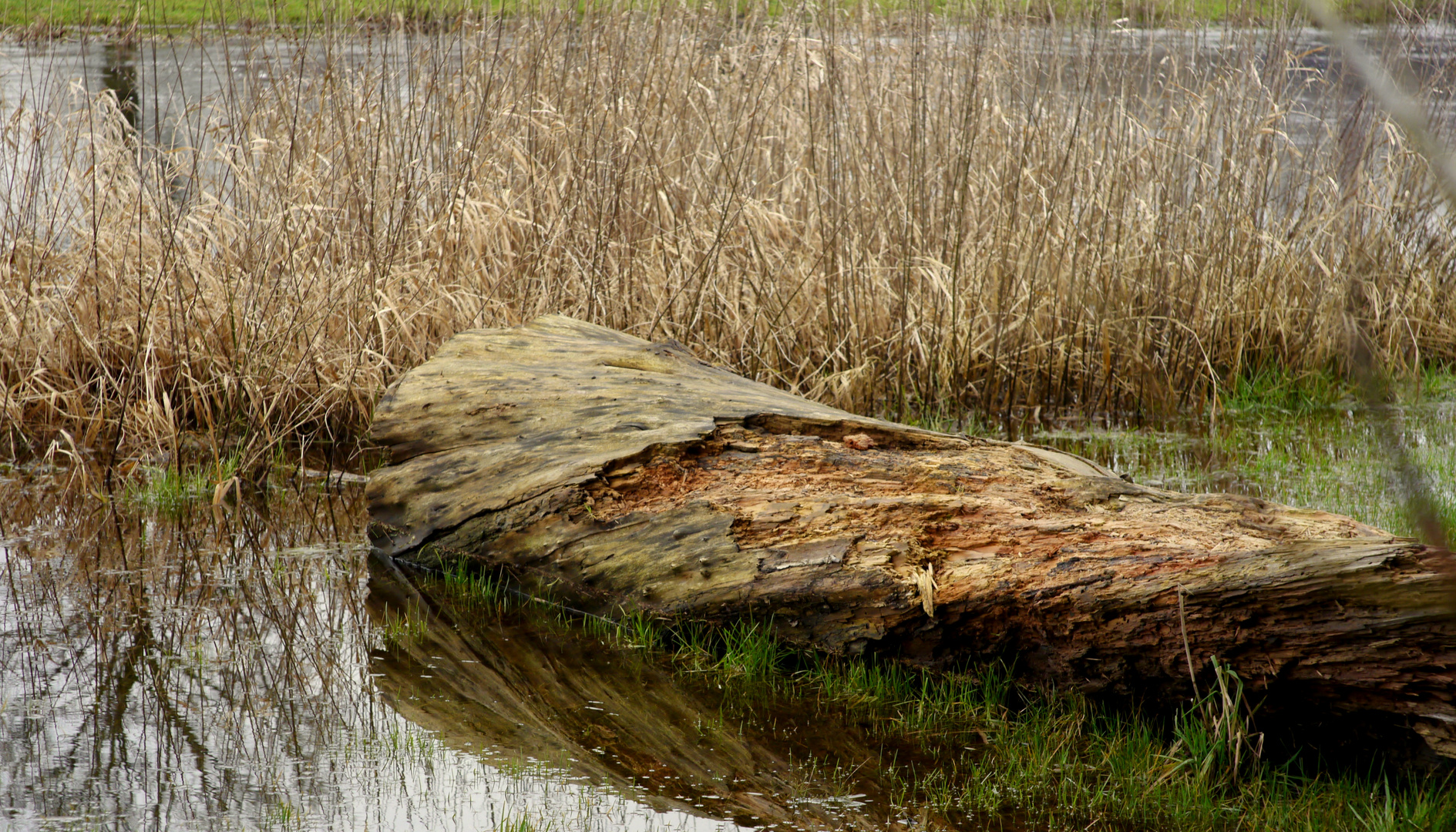 Wasser (Baum) Leiche