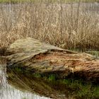 Wasser (Baum) Leiche