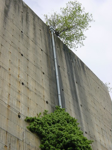 Wasser bedeutet Leben, auch an einem Bunker