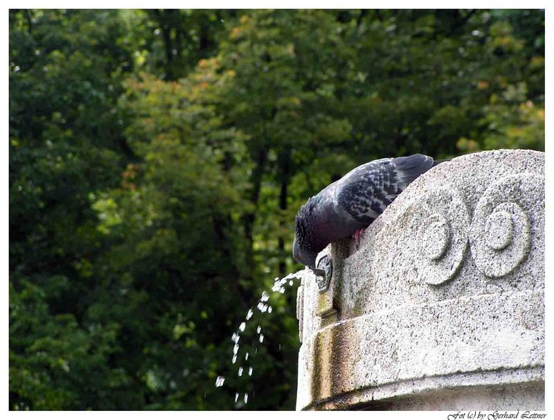 Wasser belebt auch Tauben