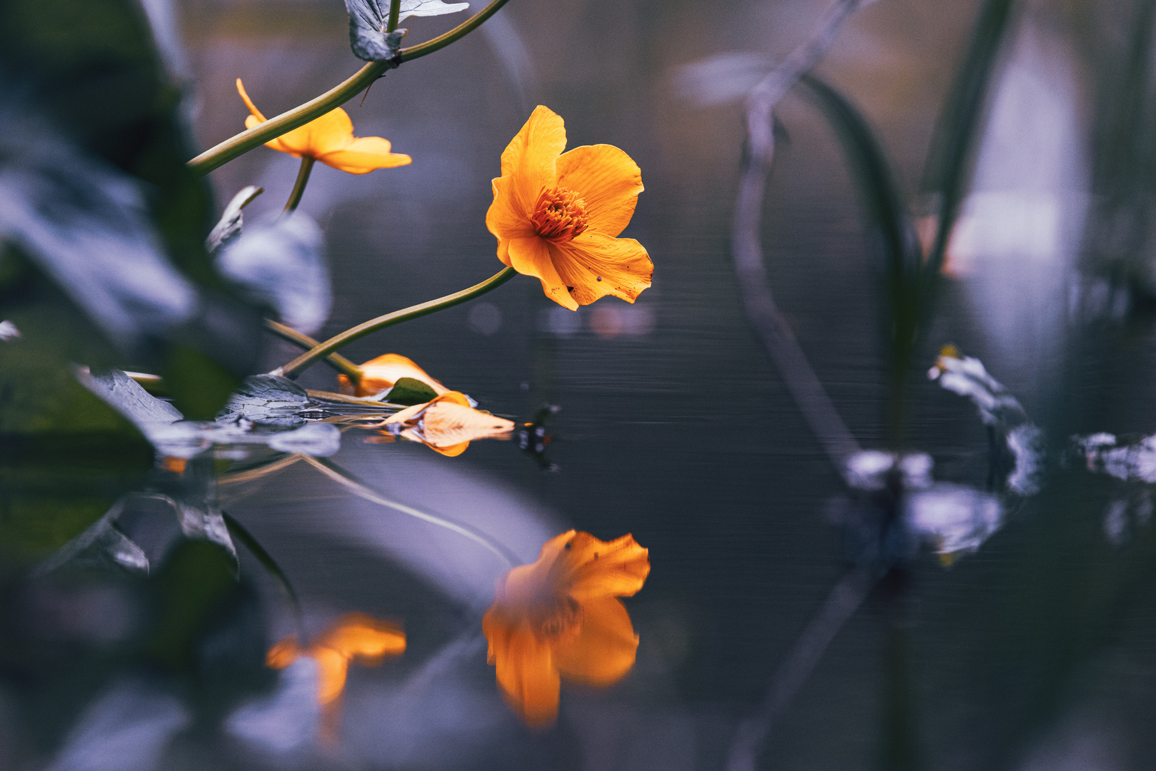 Wasser Blumen 