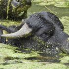 Wasser Büffel am Schwimmen