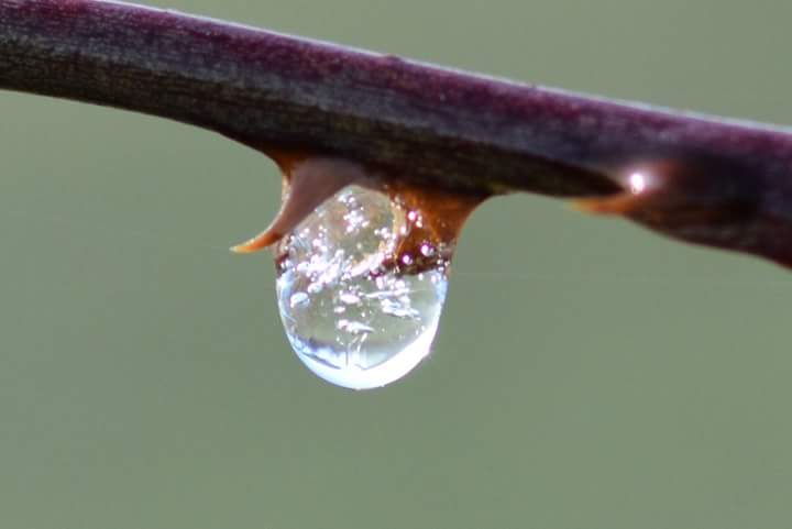 Wasser das Lebenselixier