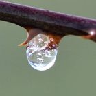 Wasser das Lebenselixier